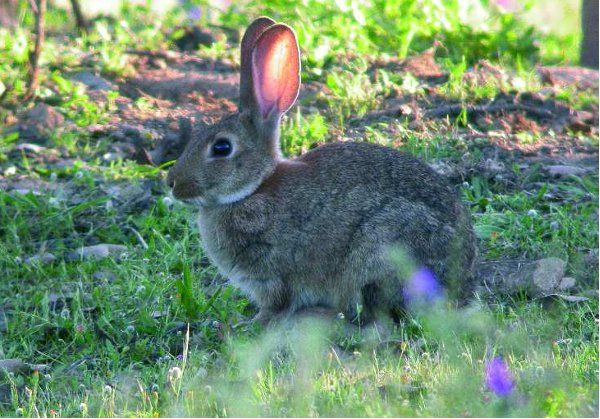 Biologia i ecologia del conill de monte